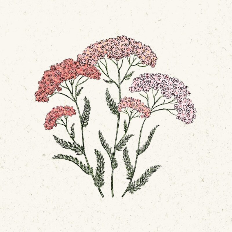 Achillea millefolium 'Summer Pastell' (Yarrow) - Image 2