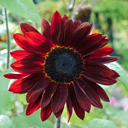 Helianthus annus 'Pro cut Red' (Sunflower)