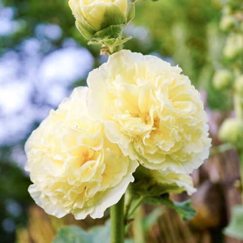 Alcea rosea 'Queeny yellow' (Hollyhock)