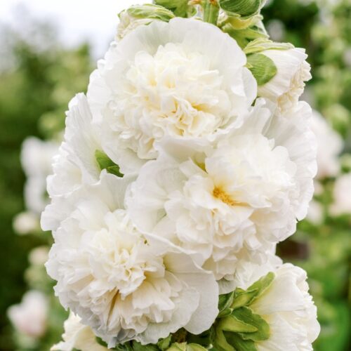 Alcea rosea ''Queeny White'' (Hollyhock)