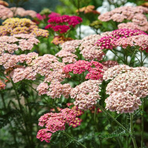 Achillea millefolium 'Summer Berries' (Yarrow)