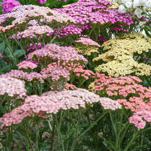Achillea millefolium 'Summer Pastell' (Yarrow)