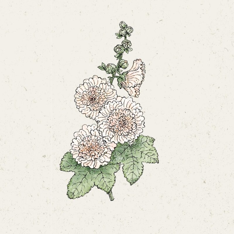 Alcea rosea 'Majorette Double Champagne' (Hollyhock) - Image 2
