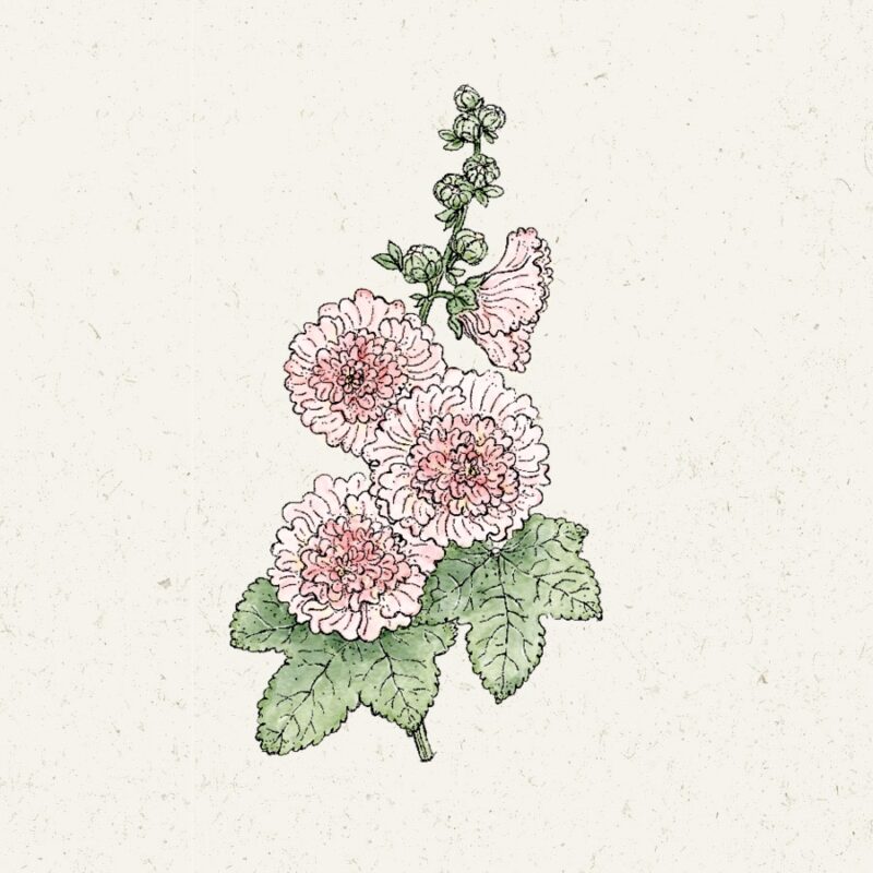 Alcea rosea 'Queeny Salmon' (Hollyhock) - Image 2