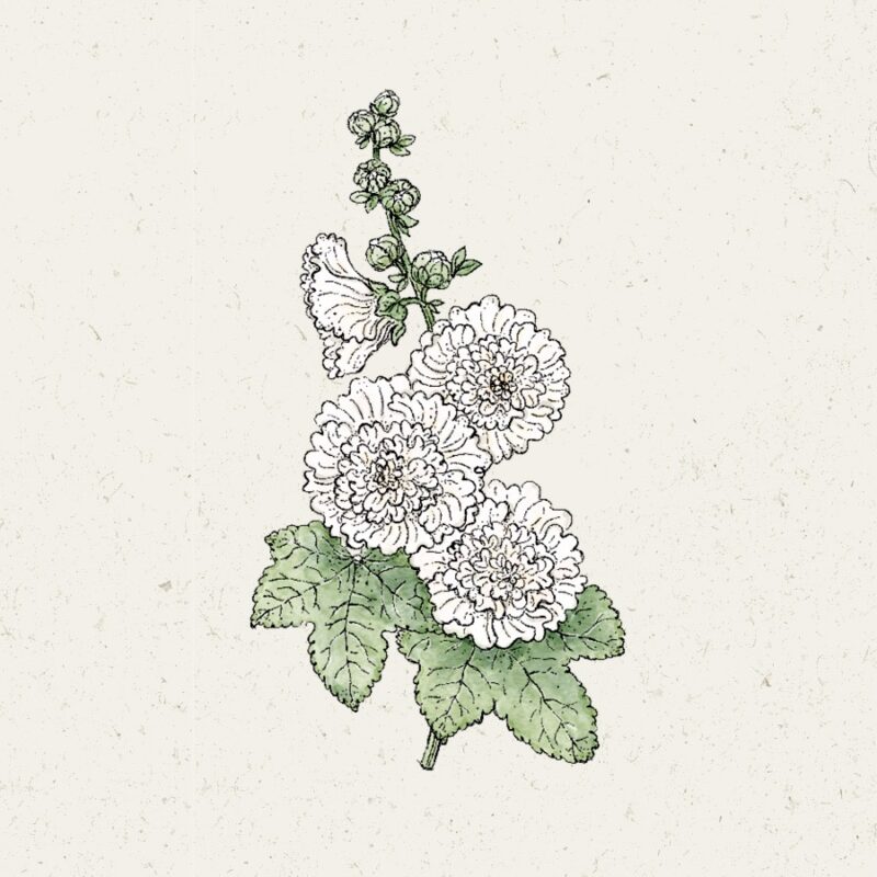Alcea rosea ''Queeny White'' (Hollyhock) - Image 2