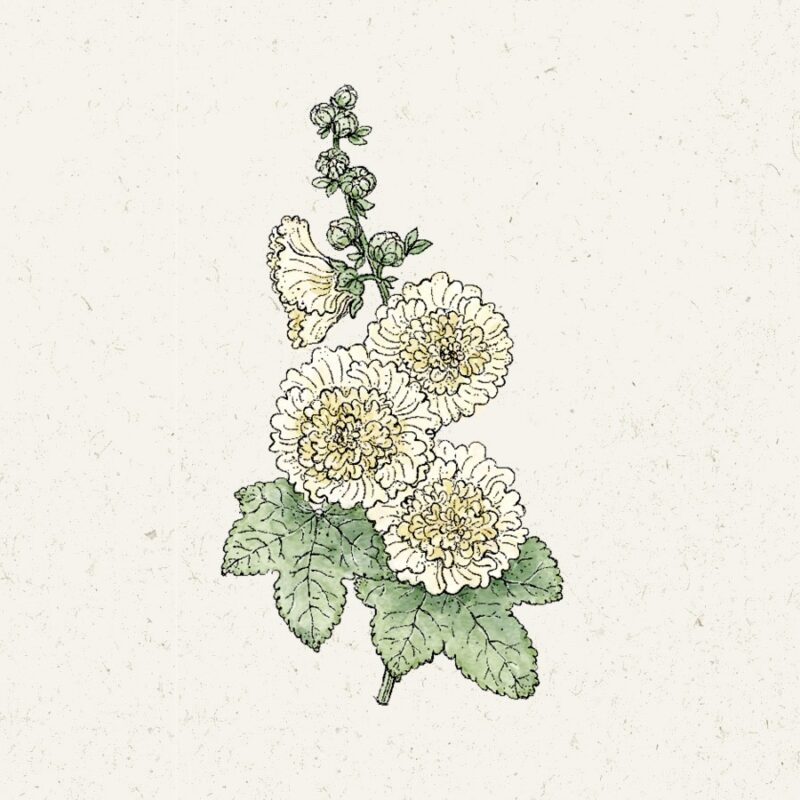 Alcea rosea 'Queeny yellow' (Hollyhock) - Image 2