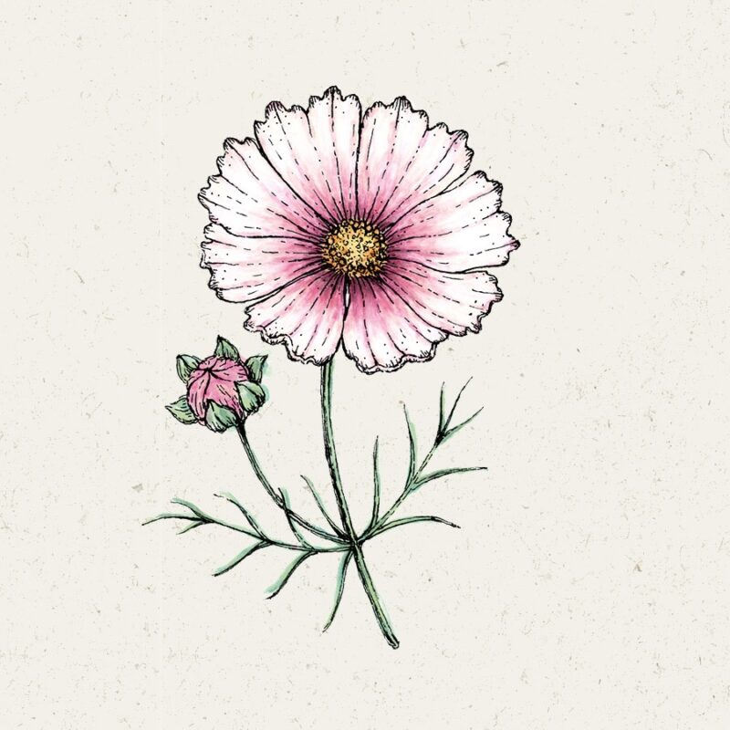 Cosmos bipinnatus 'Daydream' (Cosmos) - Image 3