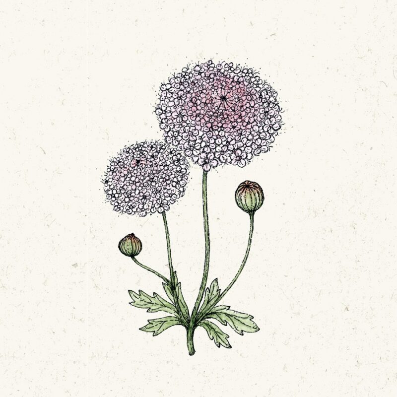 Didiscus caeruleus <br>'Lace Pink' (Lace Flower) - Image 2