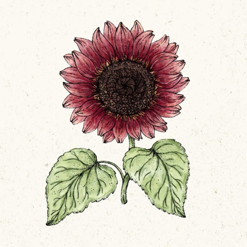 Helianthus annus 'Pro cut Red' (Sunflower) - Image 2