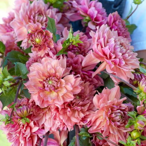 Dahlie 'La Belle Epoque'