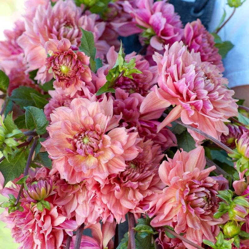 Dahlie 'La Belle Epoque'