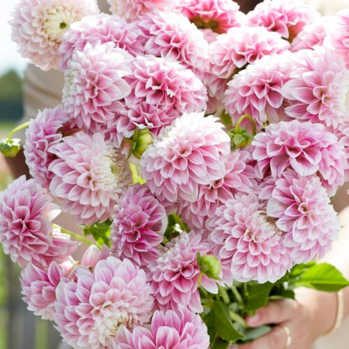 Dahlie 'Marshmallow Baby'