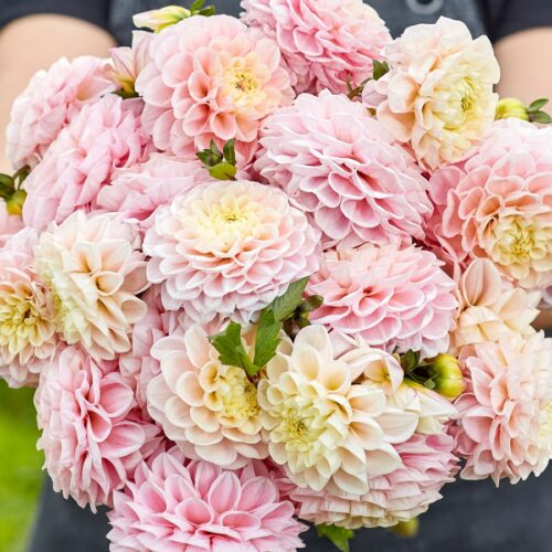 Dahlie 'Opal'