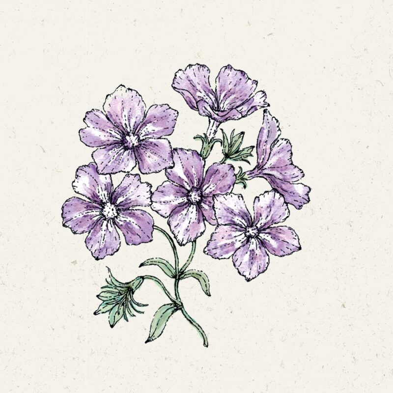 Phlox drummondii 'Sugar Stars' (Annual Phlox) - Image 2