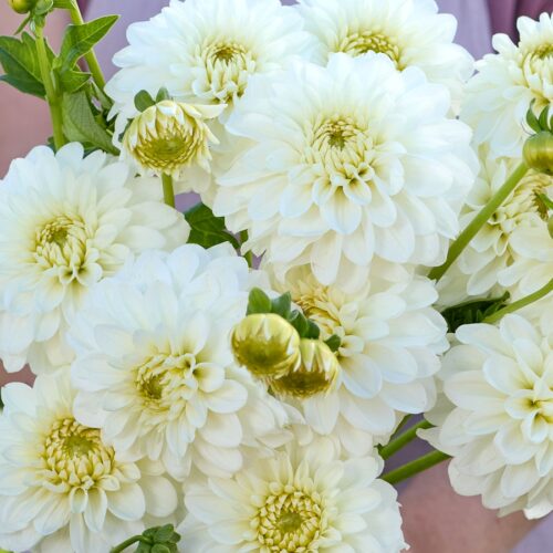 Dahlie Polestar