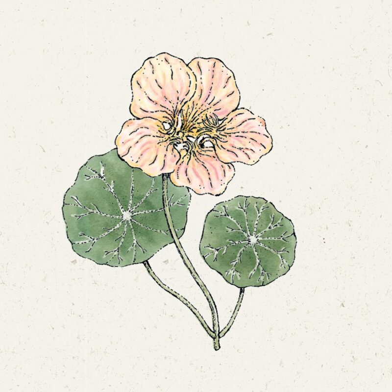 Tropaeolum minus 'Tip Top Pink Blush' (Nasturtium) - Image 2