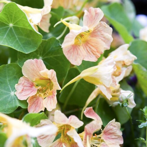 Tropaeolum minus 'Tip Top Pink Blush' (Nasturtium)