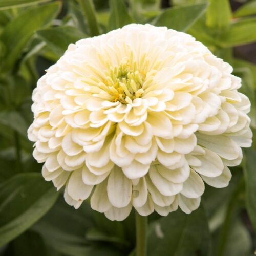Zinnia elegans 'Isabellina' (Zinnia)