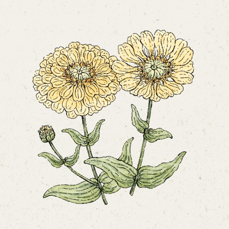 Zinnia elegans 'Isabellina' (Zinnia) - Image 2