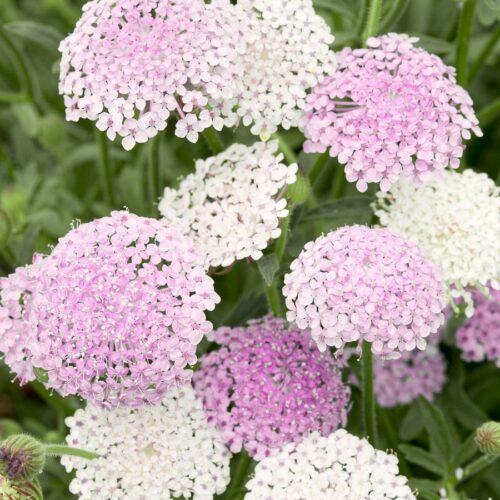 Didiscus caeruleus <br>'Lace Pink' (Lace Flower)