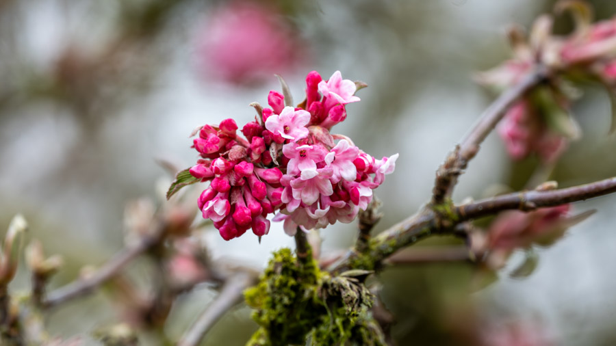 Viburnum × bodnantense 'Dawn'