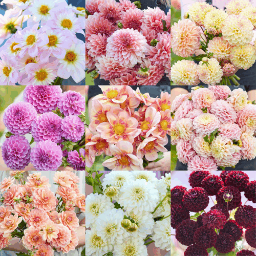 Dahlien Collage