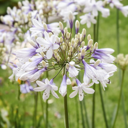 Agapanthus Hybride 'Twister' (Schmucklilie)