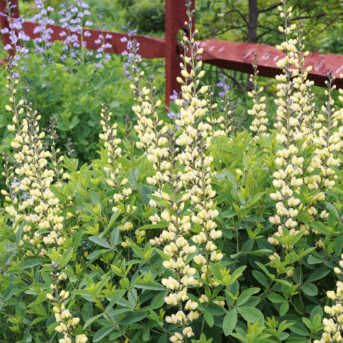Baptisia x cultorum 'Vanilla Cream' (Färberhülse)
