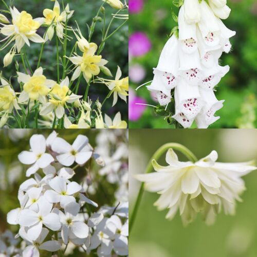 Einstreuer für den Halbschatten