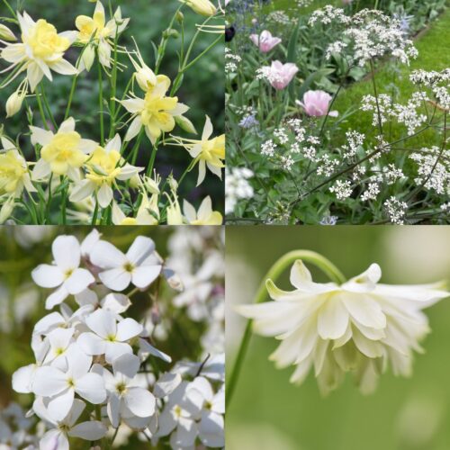 Einstreuer für den Halbschatten