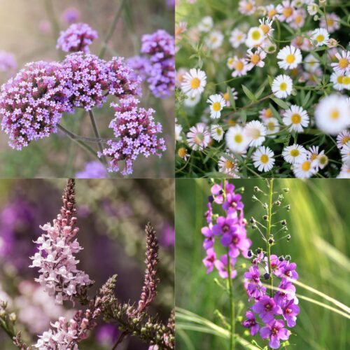 Einstreuer für die Sonne