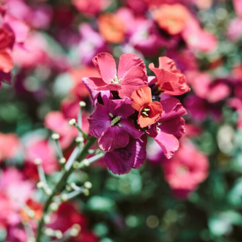 Erysimum cheirii 'Red Jep' (Goldlack)