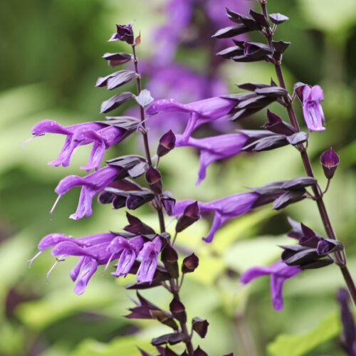 Salvia 'Amistad' (Ziersalbei)