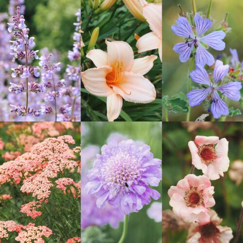 Perennial Collection Sorbet Colours - Plants + Planting plan