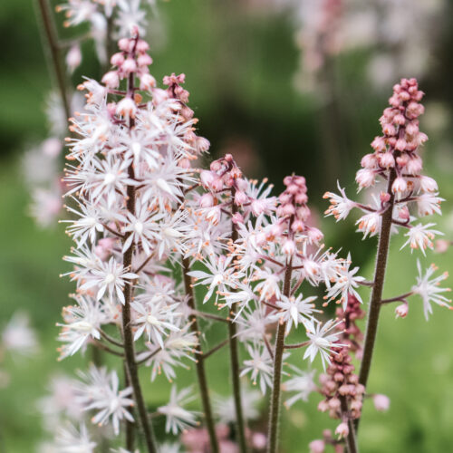 Tiarella laciniata 'Spring Symphonie' (Schaumblüte)