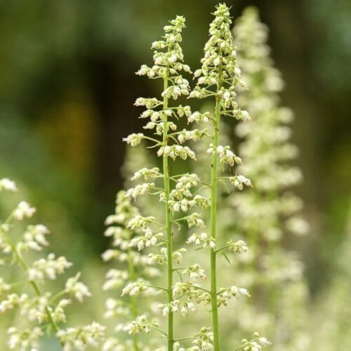 Heuchera villosa var. macrorrhizza (Zottiges Silberglöckchen)