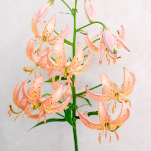 Lilium martagon 'Fairy Morning' (Turk's cap lily )