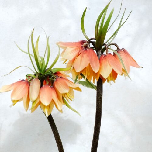 Fritillaria 'Early Fantasy' (Fritillary)