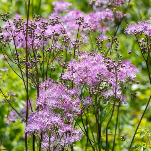 Thalictrum aquilegifolium 'Black Stockings‘ (Meadow Rue)