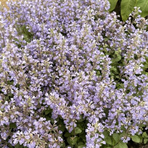 Nepeta x faassenii 'Purrsian Blue' (Dwarf catmint)