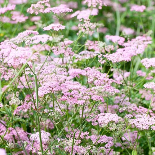 Pimpinella major 'Rosea' ( Greater burnet-saxifrage)