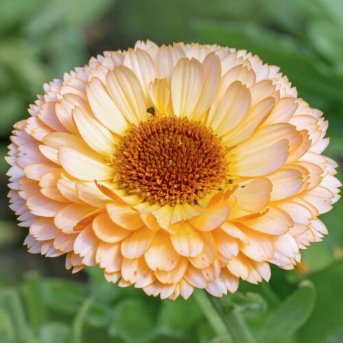 Calendula 'Pink Surprise' <br> (Ringelblume) 