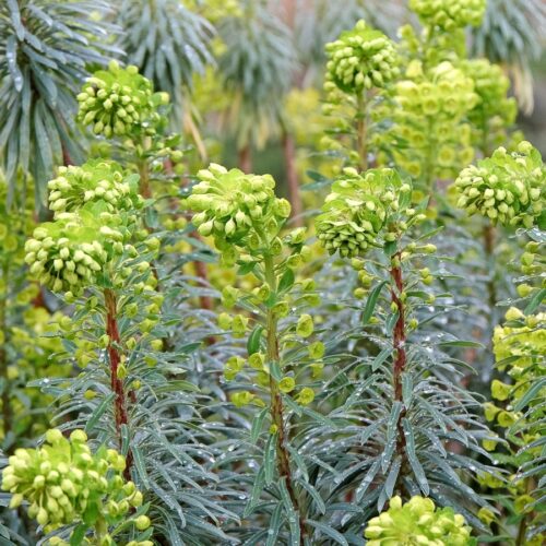 Euphorbia characias ssp. wulfenii (Mittelmeer-Wolfsmilch)