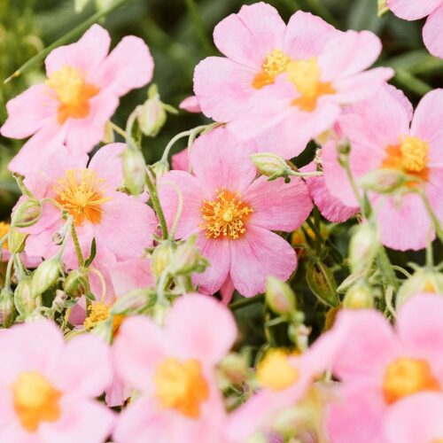 Helianthemum x cultorum 'Lawrensons Pink' (Sonnenröschen)