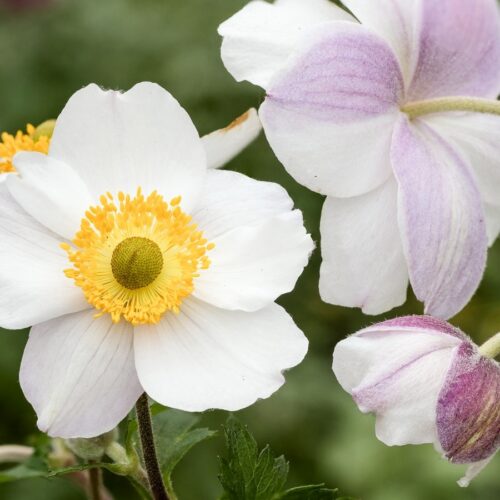 Anemone x cultorum 'Wild Swan' (Herbstanemone)