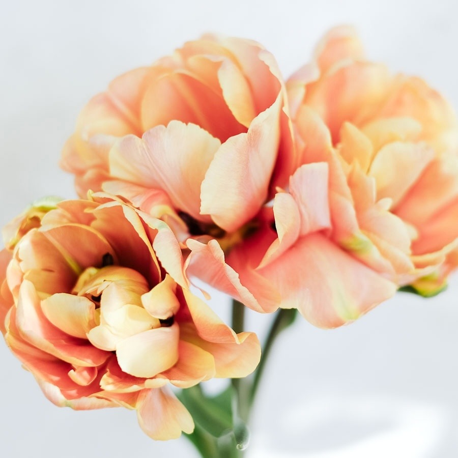 Premium-Tulpe ‚Charming Beauty‘