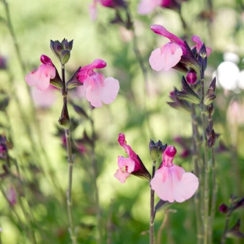 Salvia greggii 'Dancing Dolls' (Herbst-Salbei)
