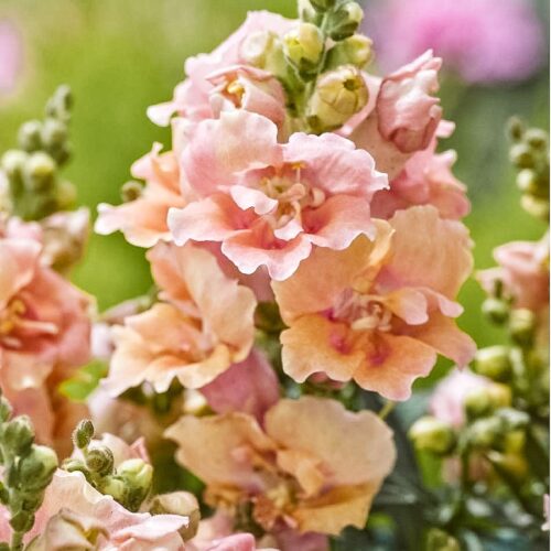 Antirrhinum majus ‘Twinny Peach’ F1 (Löwenmäulchen)
