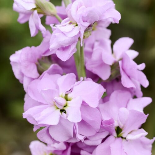Matthiola incana 'Column Lilac Lavender' (Levkoje)