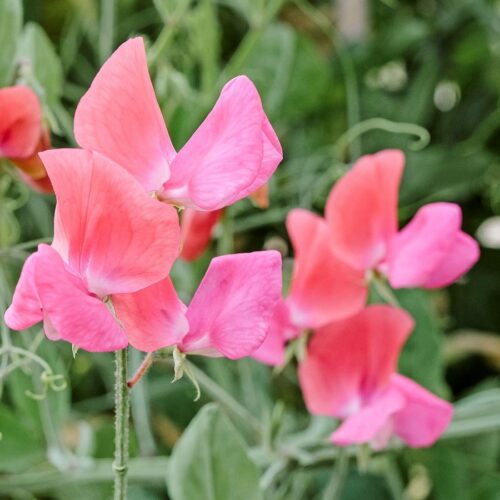 Lathyrus odoratus 'Miss Willmott' (Duftwicke)